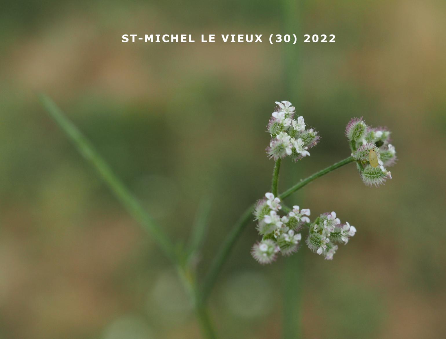 Burr Parsley, (Purple)